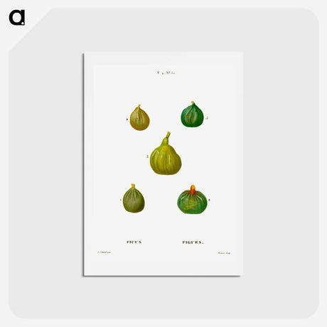 アートポストカード-Figs, Ficus - ピエール ジョゼフ ルドゥーテ Postcard.