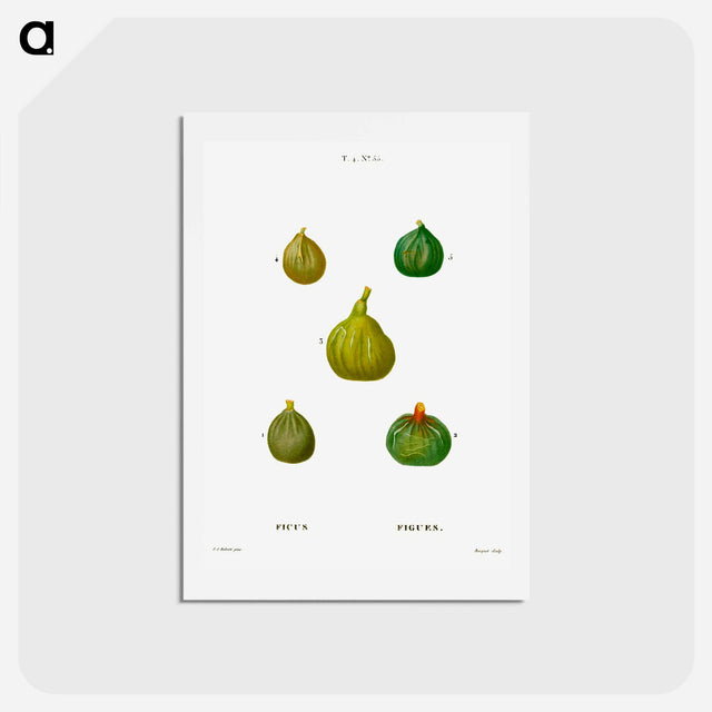 アートポストカード-Figs, Ficus - ピエール ジョゼフ ルドゥーテ Postcard.