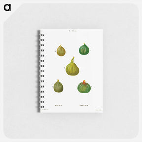 アートメモ帳-Figs, Ficus - ピエール ジョゼフ ルドゥーテ Memo.