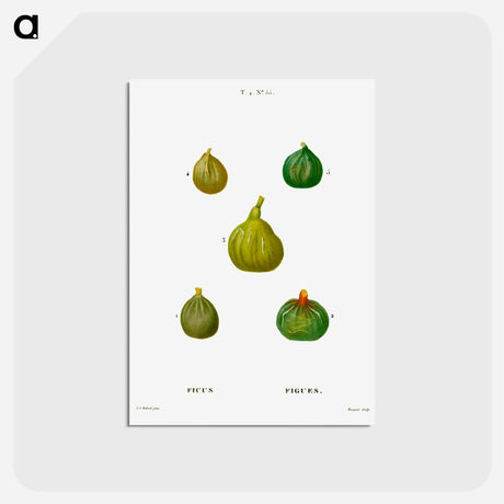 アートポストカード-Figs, Ficus - ピエール ジョゼフ ルドゥーテ Postcard.