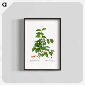 アートポスター-Spindle, Evnymus verrucosus - ピエール ジョゼフ ルドゥーテ Poster.
