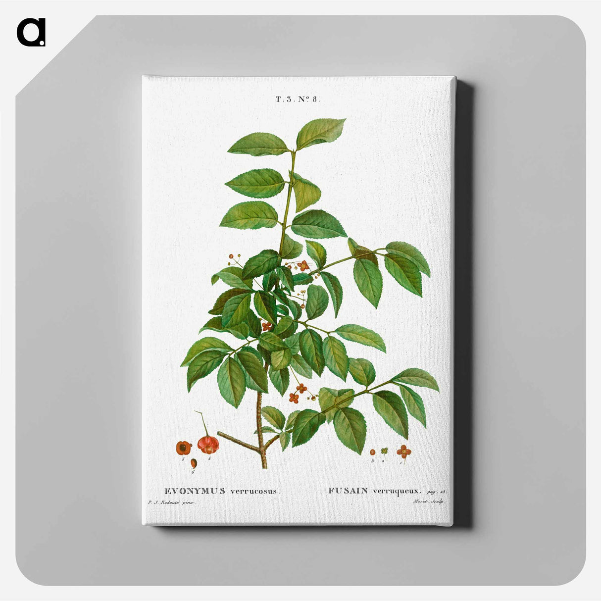 アートパネル-Spindle, Evnymus verrucosus - ピエール ジョゼフ ルドゥーテ Canvas.