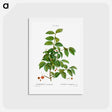 アートポストカード-Spindle, Evnymus verrucosus - ピエール ジョゼフ ルドゥーテ Postcard.