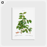 アートポストカード-Spindle, Evnymus verrucosus - ピエール ジョゼフ ルドゥーテ Postcard.
