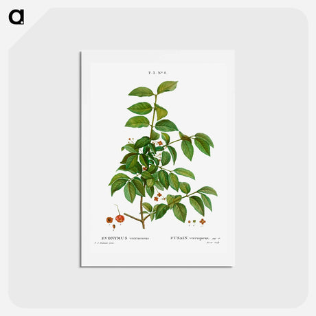 アートポストカード-Spindle, Evnymus verrucosus - ピエール ジョゼフ ルドゥーテ Postcard.