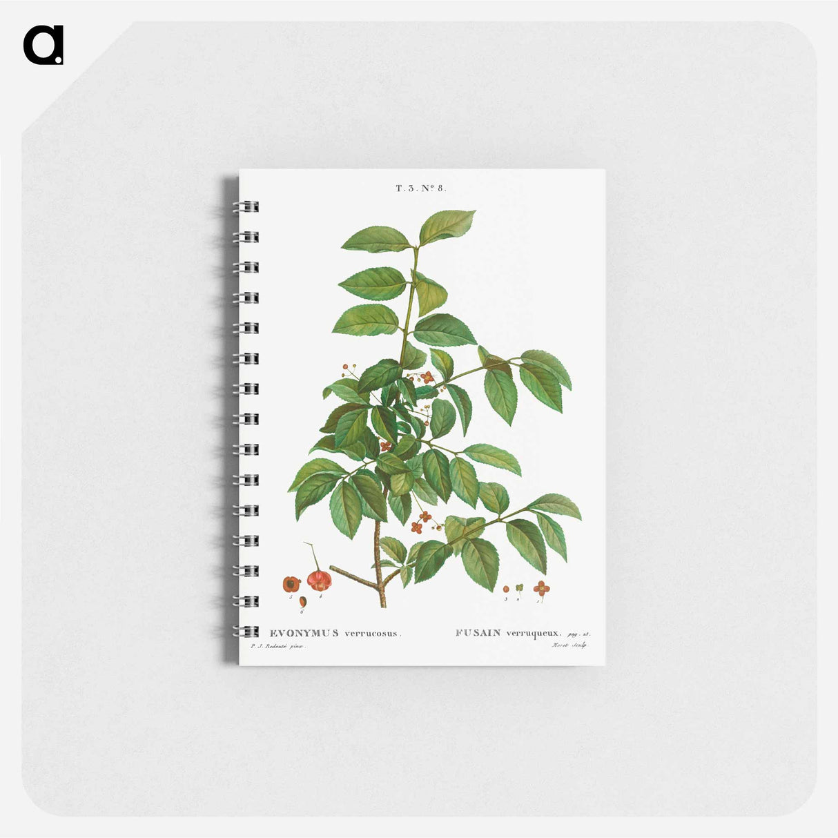 Spindle, Evnymus verrucosus - ピエール ジョゼフ ルドゥーテ Memo.