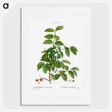 Spindle, Evnymus verrucosus - ピエール ジョゼフ ルドゥーテ Poster.