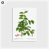 アートポストカード-Spindle, Evnymus verrucosus - ピエール ジョゼフ ルドゥーテ Postcard.