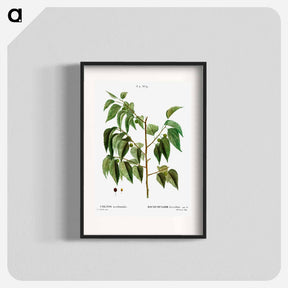 アートポスター-Hackberry (Cellis occidentalis) - ピエール ジョゼフ ルドゥーテ Poster.