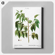 アートパネル-Hackberry (Cellis occidentalis) - ピエール ジョゼフ ルドゥーテ Canvas.