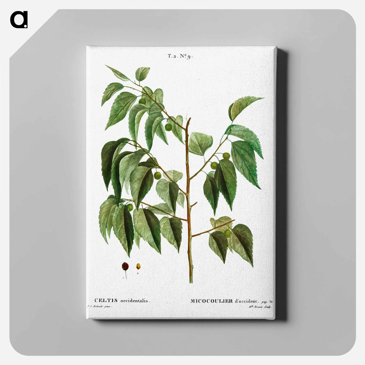 アートパネル-Hackberry (Cellis occidentalis) - ピエール ジョゼフ ルドゥーテ Canvas.