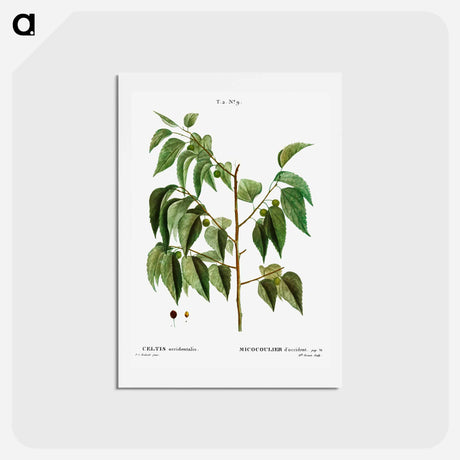 アートポストカード-Hackberry (Cellis occidentalis) - ピエール ジョゼフ ルドゥーテ Postcard.