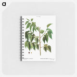 Hackberry (Cellis occidentalis) - ピエール ジョゼフ ルドゥーテ Memo.