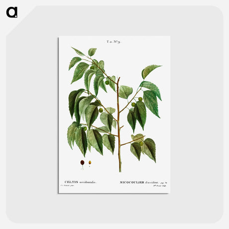 アートポストカード-Hackberry (Cellis occidentalis) - ピエール ジョゼフ ルドゥーテ Postcard.