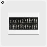 アートポストカード-Weightlifter
 - エドワード マイブリッジ Postcard.