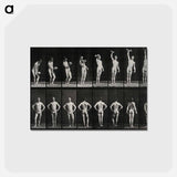 アートポストカード-Weightlifter
 - エドワード マイブリッジ Postcard.