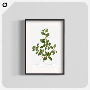 アートポスター-Italian buckthorn - ピエール ジョゼフ ルドゥーテ Poster.