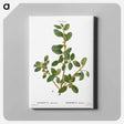 アートパネル-Italian buckthorn - ピエール ジョゼフ ルドゥーテ Canvas.