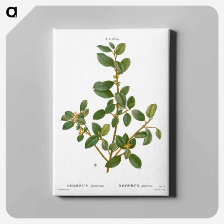 アートパネル-Italian buckthorn - ピエール ジョゼフ ルドゥーテ Canvas.