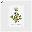 アートポストカード-Italian buckthorn - ピエール ジョゼフ ルドゥーテ Postcard.