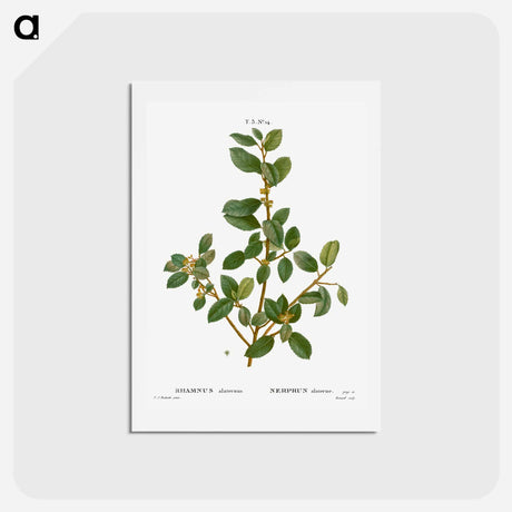 アートポストカード-Italian buckthorn - ピエール ジョゼフ ルドゥーテ Postcard.