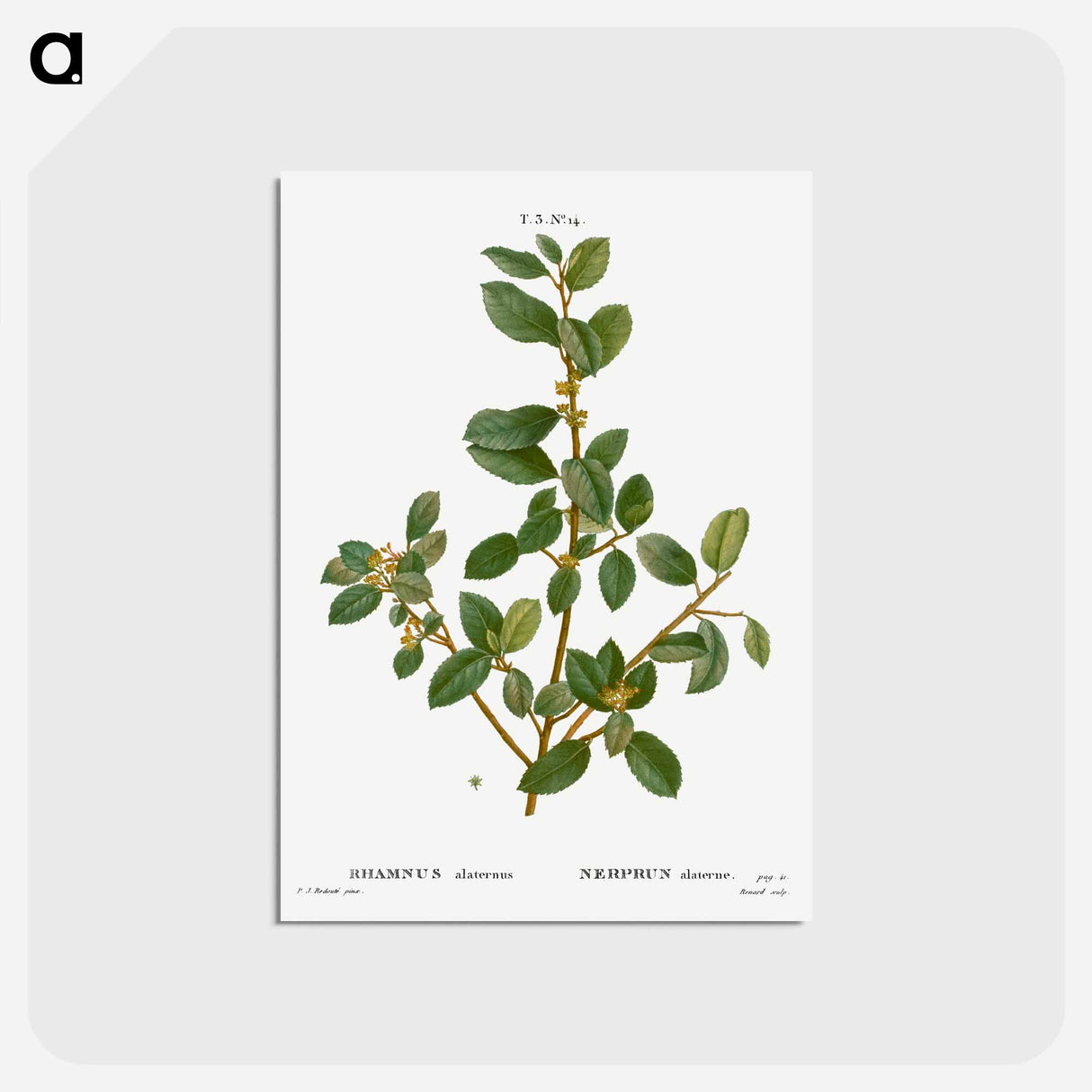 アートポストカード-Italian buckthorn - ピエール ジョゼフ ルドゥーテ Postcard.