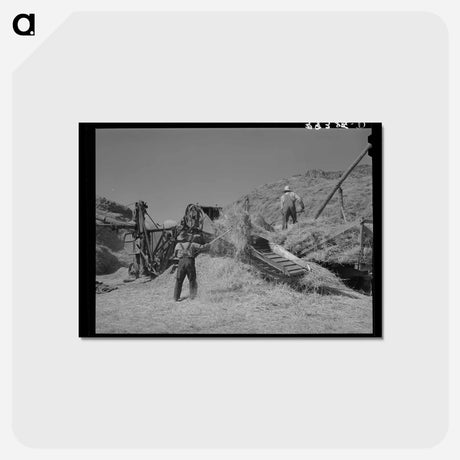 アートポストカード-Threshing Small Grain
 - ラッセル リー Postcard.