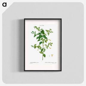 アートポスター-Tree fuchsia - ピエール ジョゼフ ルドゥーテ Poster.
