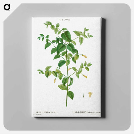 アートパネル-Tree fuchsia - ピエール ジョゼフ ルドゥーテ Canvas.