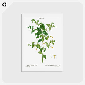 アートポストカード-Tree fuchsia - ピエール ジョゼフ ルドゥーテ Postcard.