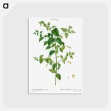 アートポストカード-Tree fuchsia - ピエール ジョゼフ ルドゥーテ Postcard.