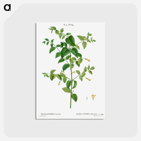 アートポストカード-Tree fuchsia - ピエール ジョゼフ ルドゥーテ Postcard.