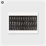 アートポストカード-Woman Drinking
 - エドワード マイブリッジ Postcard.