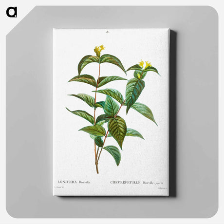 アートパネル-Northern bush honeysuckle - ピエール ジョゼフ ルドゥーテ Canvas.