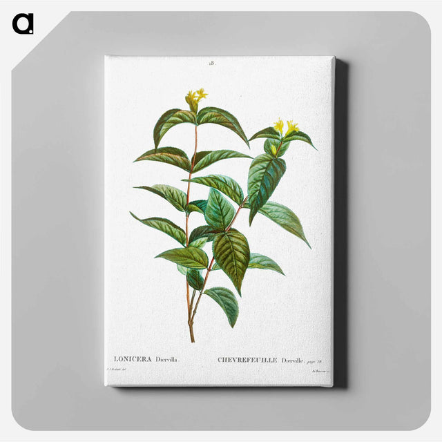 アートパネル-Northern bush honeysuckle - ピエール ジョゼフ ルドゥーテ Canvas.