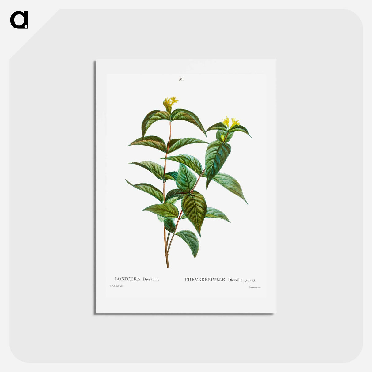 アートポストカード-Northern bush honeysuckle - ピエール ジョゼフ ルドゥーテ Postcard.