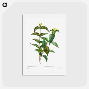 アートポストカード-Northern bush honeysuckle - ピエール ジョゼフ ルドゥーテ Postcard.