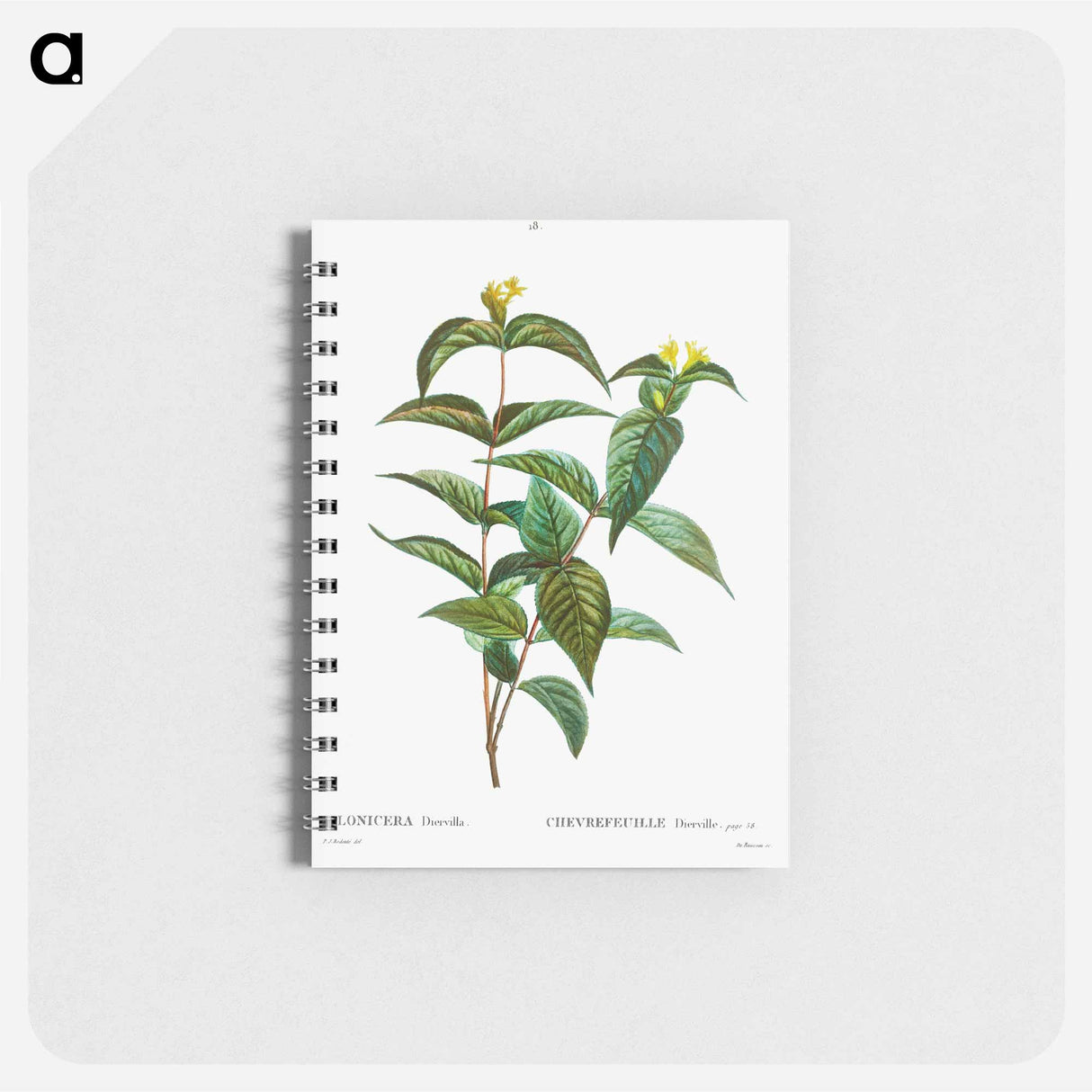 Northern bush honeysuckle - ピエール ジョゼフ ルドゥーテ Memo.