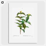 Northern bush honeysuckle - ピエール ジョゼフ ルドゥーテ Poster.