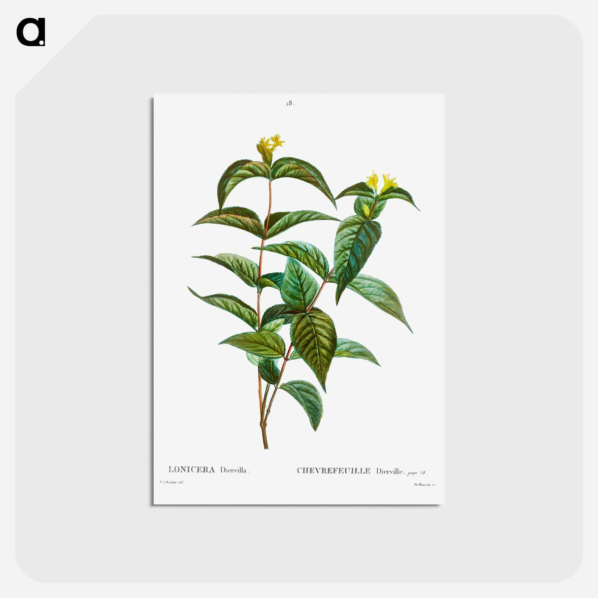 アートポストカード-Northern bush honeysuckle - ピエール ジョゼフ ルドゥーテ Postcard.