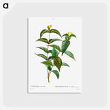 アートポストカード-Northern bush honeysuckle - ピエール ジョゼフ ルドゥーテ Postcard.