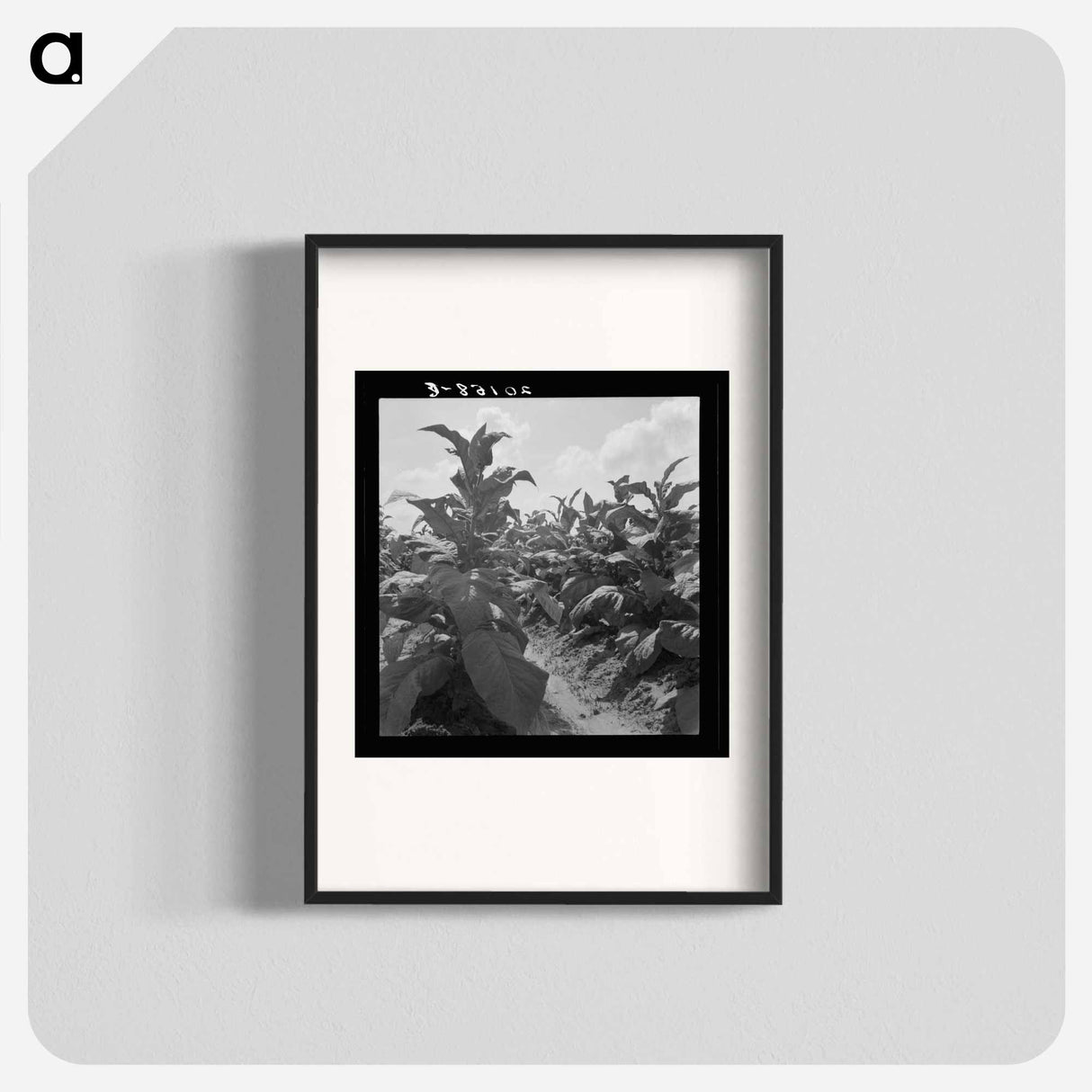 Good tobacco, topped and ready for priming. Granville County, North Carolina. - ドロテア ラング Poster.