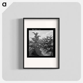 アートポスター-Good tobacco, topped and ready for priming. Granville County, North Carolina. - ドロテア ラング Poster.