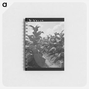 アートメモ帳-Good tobacco, topped and ready for priming. Granville County, North Carolina. - ドロテア ラング Memo.