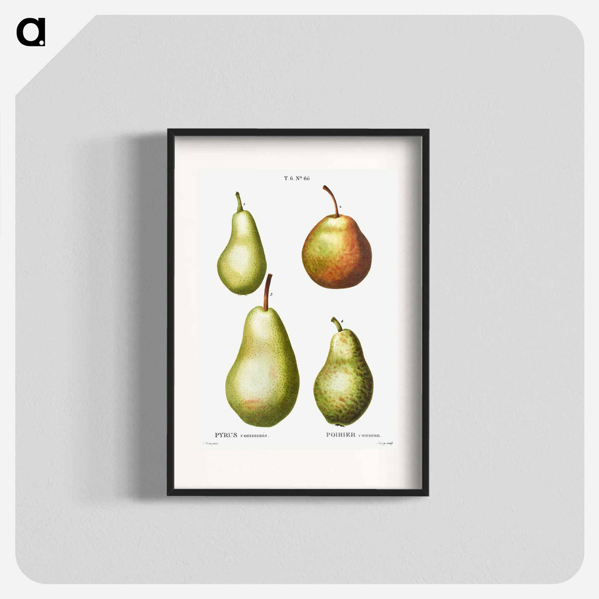 Pear, Pyrus communis - ピエール ジョゼフ ルドゥーテ Poster.