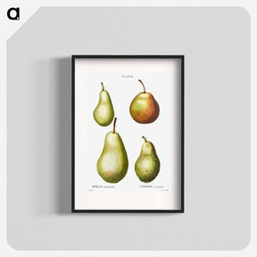 アートポスター-Pear, Pyrus communis - ピエール ジョゼフ ルドゥーテ Poster.