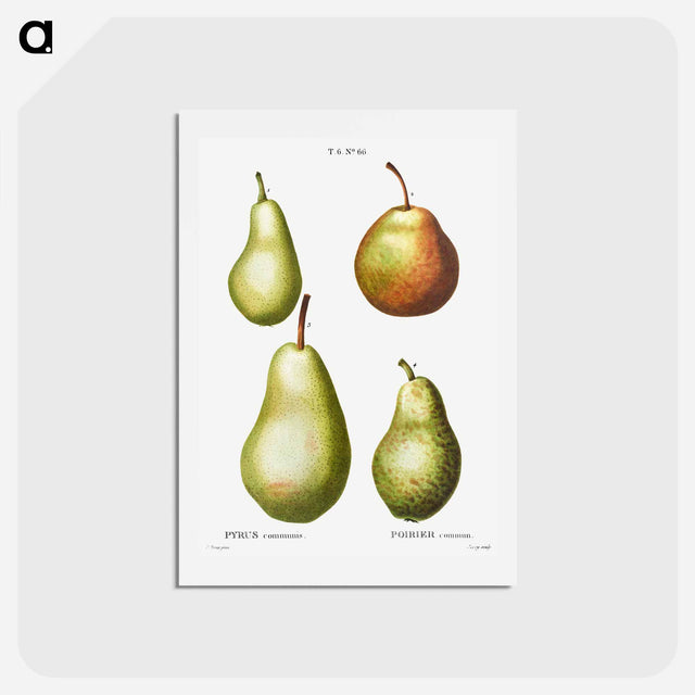 アートポストカード-Pear, Pyrus communis - ピエール ジョゼフ ルドゥーテ Postcard.