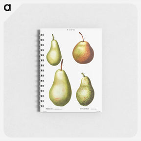 アートメモ帳-Pear, Pyrus communis - ピエール ジョゼフ ルドゥーテ Memo.