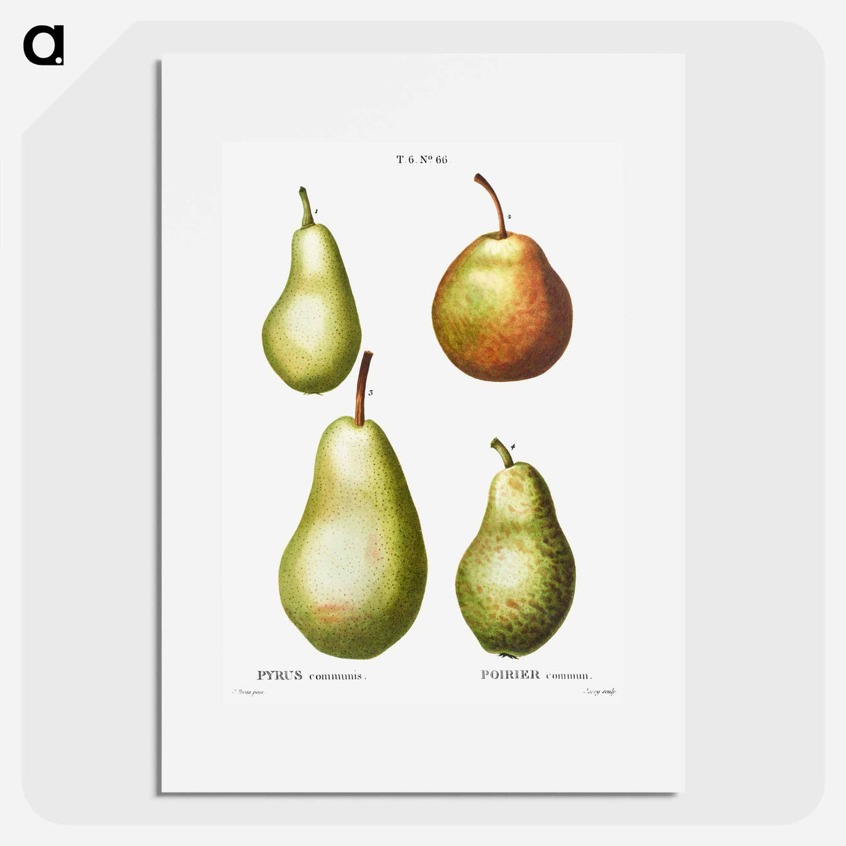 Pear, Pyrus communis - ピエール ジョゼフ ルドゥーテ Poster.