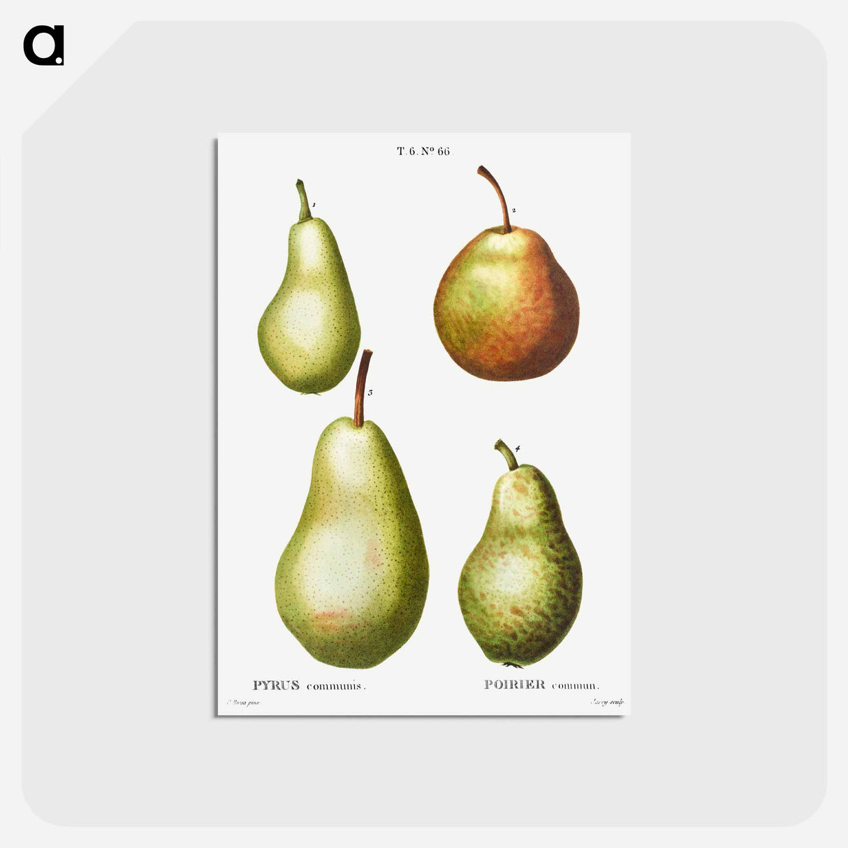 アートポストカード-Pear, Pyrus communis - ピエール ジョゼフ ルドゥーテ Postcard.
